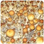 Псилоцибиновые (галлюциногенные)  грибы Psilocybin "Golden Teacher" в Приозерске