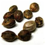 Семена марихуаны АК-47  (Seeds AK-47) в Приозерске